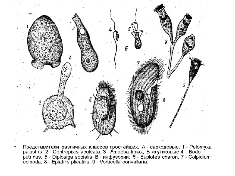Представители различных классов простейших. А - саркодовые: 1 - Pelomyxa palustris, 2 - Centropixis